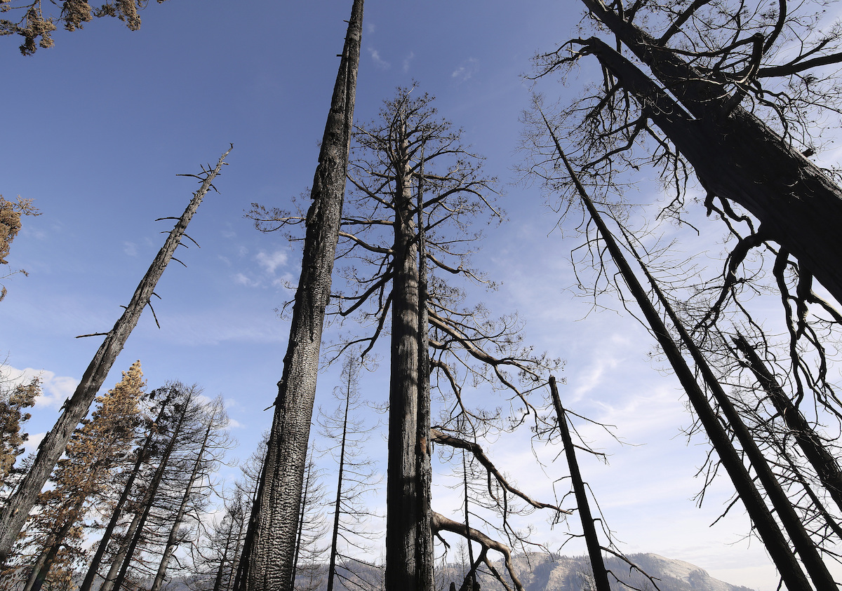 ▲美國加州林務官員19日表示，今年肆虐加州的森林野火已焚毀數千棵巨大杉木。（圖／美聯社／達志影像）