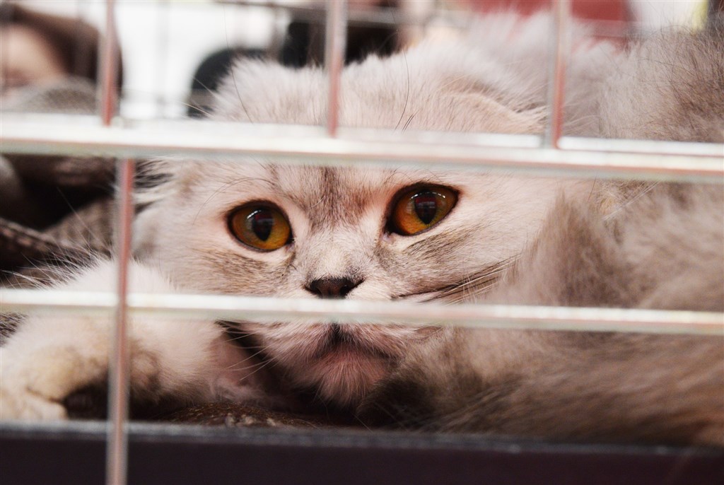 ▲法國參議院18日壓倒性通過廣泛動物權利法案，從2024年1月1日開始寵物店將禁止在櫥窗展出和販賣貓狗。（圖取自Pixabay圖庫）