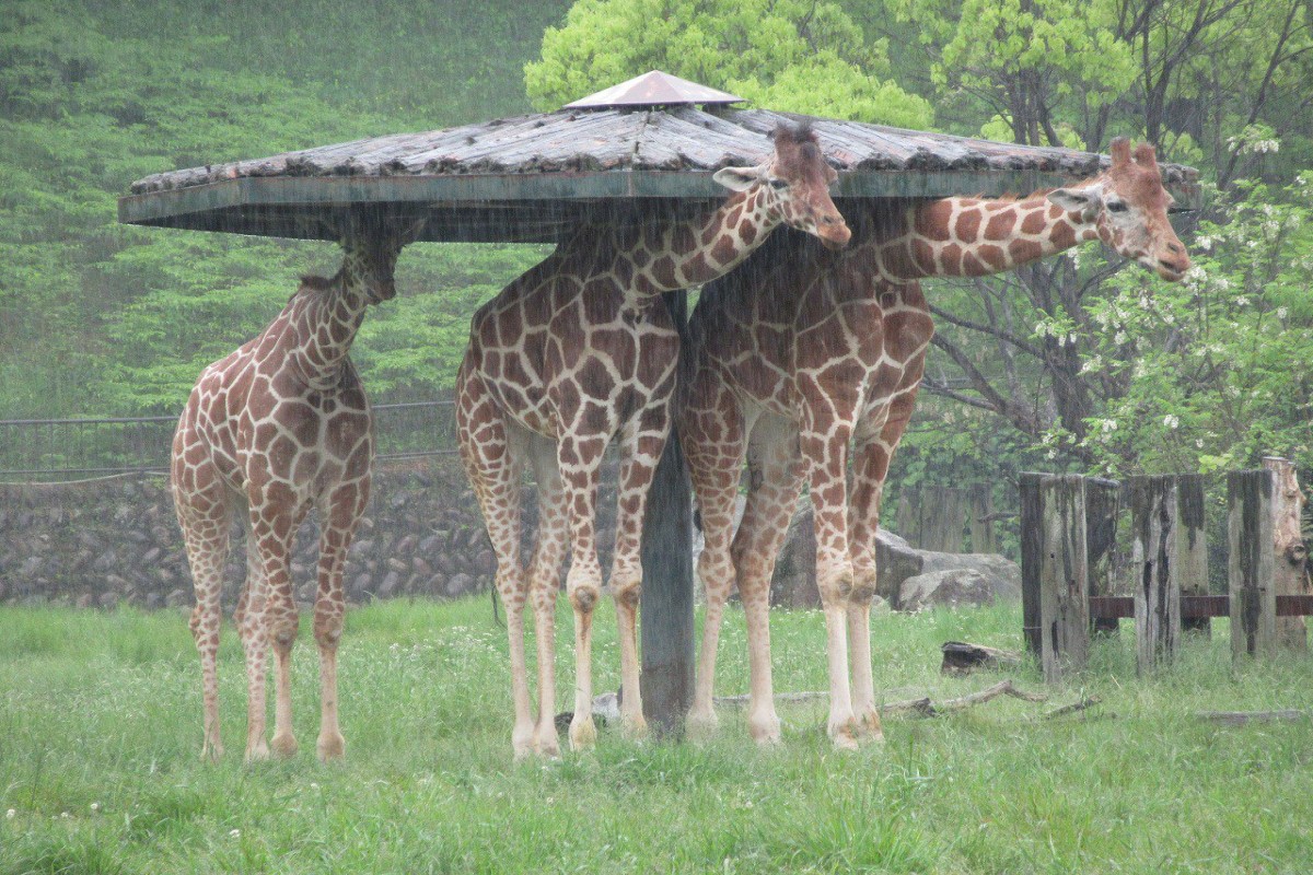 ▲日本「安佐動物公園」發布的一張長頸鹿躲雨照引起網友熱烈討論。（圖／推特帳號asa_zoo）