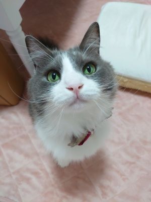 ▲「I-kun」是一隻帥氣的5歲貓咪。（圖／推特帳號sweet_ekun）
