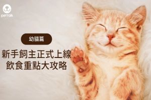 新手飼主攻略!幼貓成長階段該如何餵食?專業獸醫告訴你 ▲陳郁晴獸醫師表示幼貓每個時期的照顧方式不同,餵食的頻率、內容以及量都必須跟著調整。(圖/PetTalk提供)