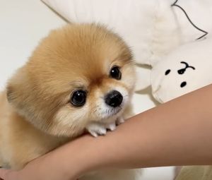 這種模樣主人能抵擋的了嗎?(圖/Instagram:luv._.bbangsil) ▲這種模樣主人能抵擋的了嗎?(圖/Instagram:luv._.bbangsil)
