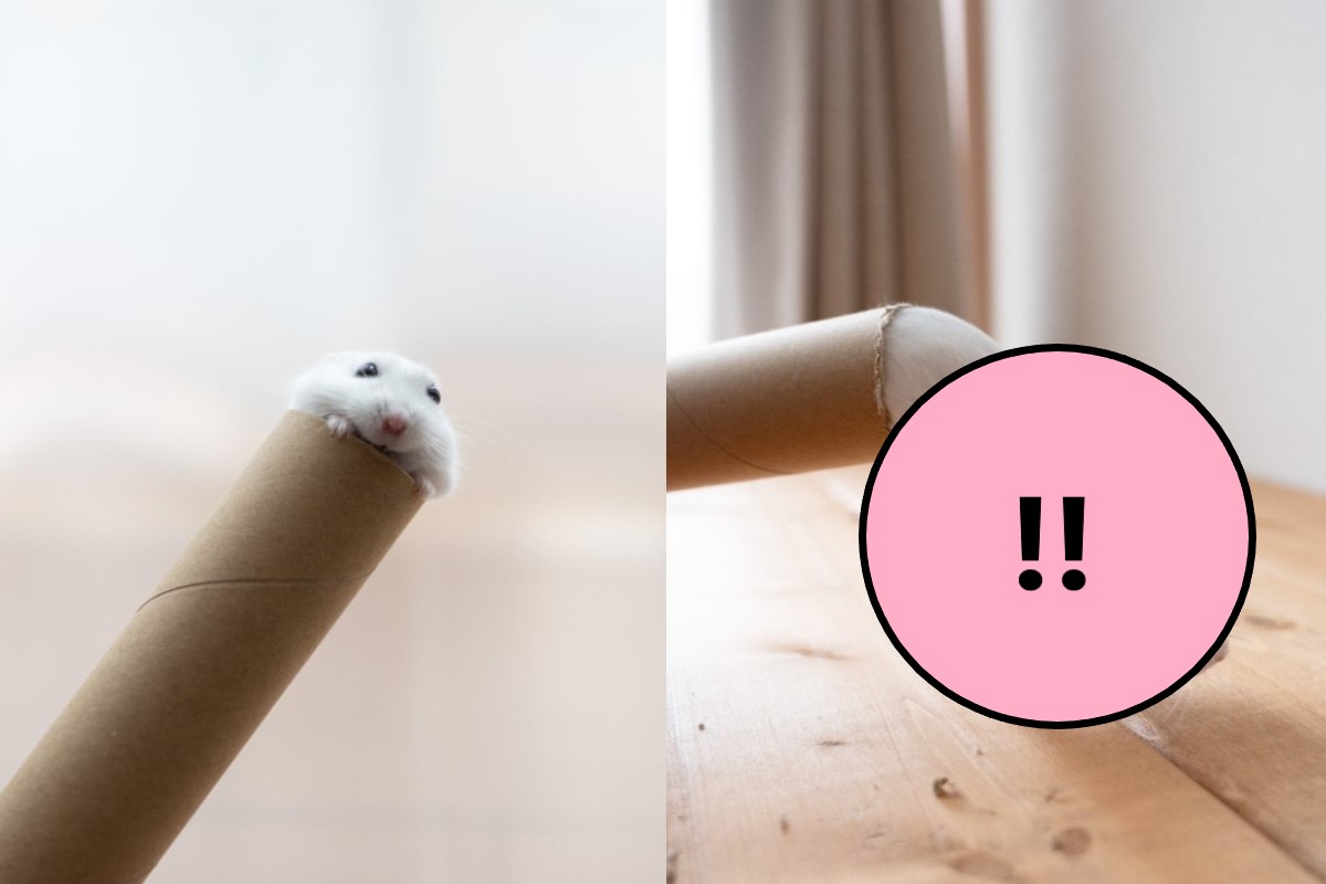 ▲日本一隻寵物鼠喜歡鑽紙筒，身體相當軟Q！（圖／推特帳號gsm_iham2）