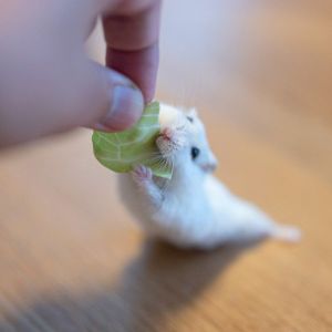 ▲「Mashiro」是一隻喜歡吃蔬菜的小倉鼠。（圖／推特帳號gsm_iham2）