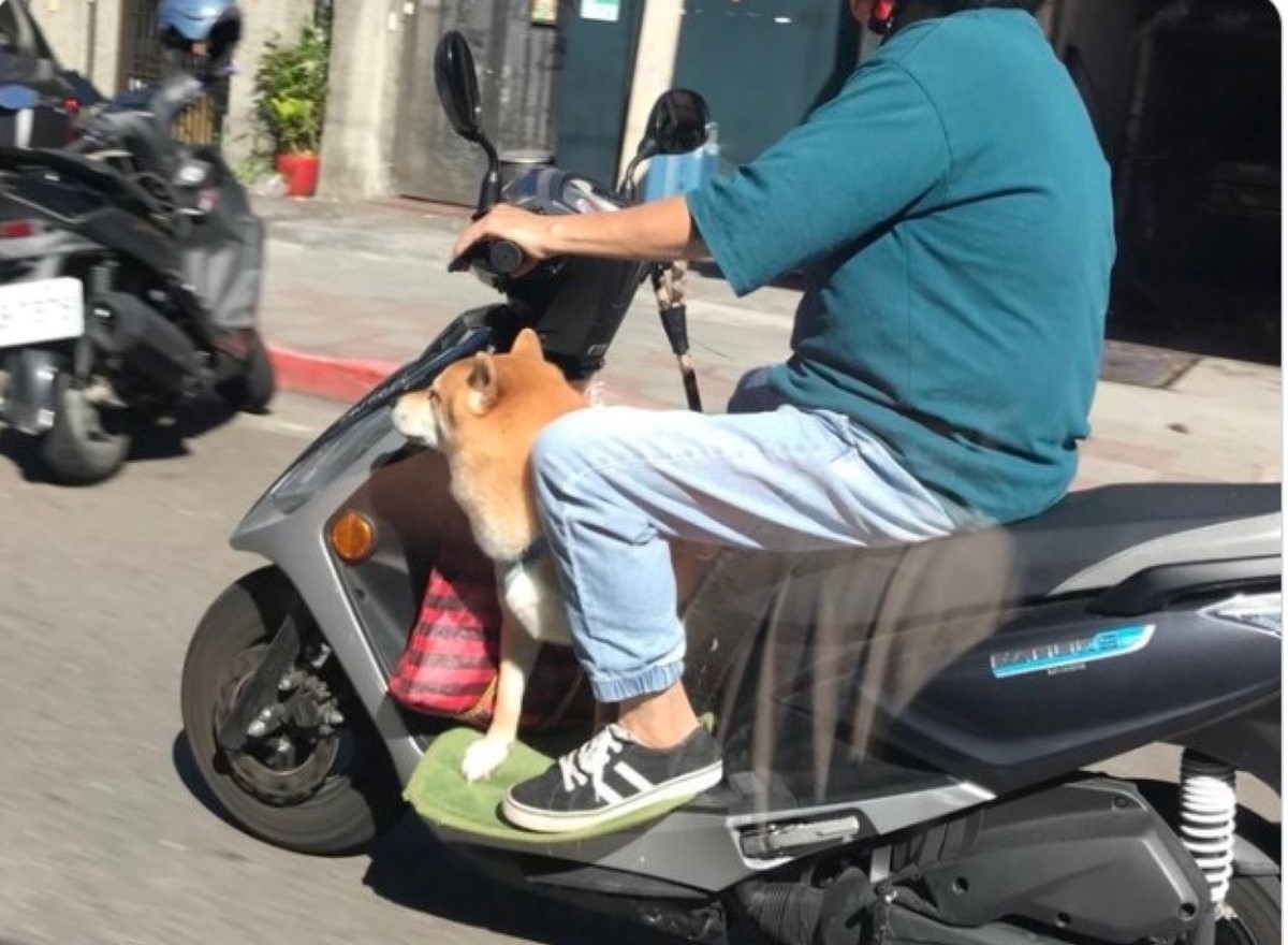 ▲駐台記者尼古拉史密斯（Nicola Smith）分享一張台灣狗狗站在機車踏板上的照片，但她坦言感到不可思議，而掀起台灣人討論。（圖／翻攝推特@niccijsmith）