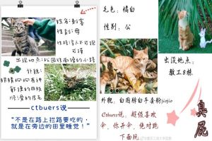 ▲事實上重慶工商大學就以貓咪友善校園聞名，校內的貓咪都有學生幫忙做紀錄、絕育甚至還有關係圖。（圖／翻攝自微博帳號重庆工商大学团委）