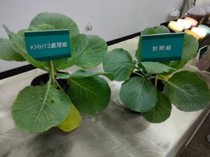 新微生物肥料問世　有望提升產量達4.4倍
