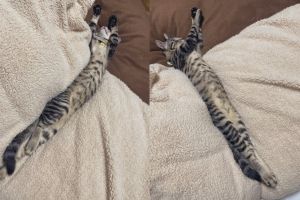 開暖氣就變長！毛毯出現1條「貓貓蛇」　網笑：伸縮超強
