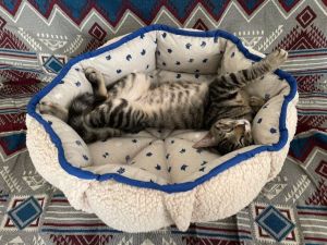 ▲推主與母親也常常手作貓窩給貓咪們睡。（圖／推特帳號anekoko）