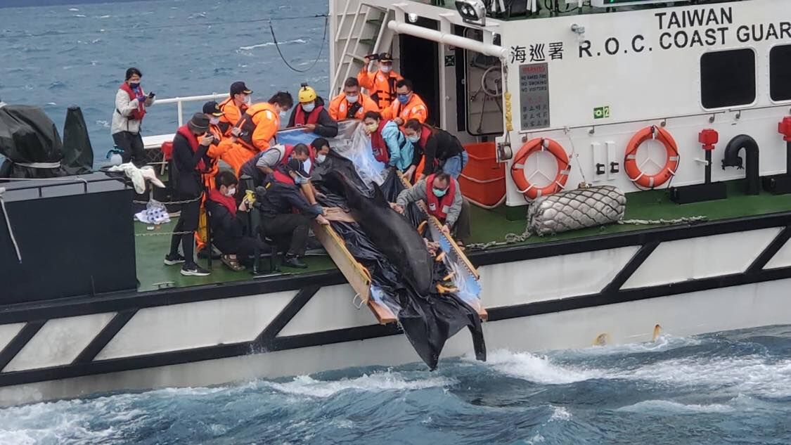 ▲宜蘭蘇澳海域17日發現一隻活體偽虎鯨擱淺送到基隆救治，命名為「亮鯨鯨」，經過9天救治，25日上午野放，在救援夥伴們加油與祝福下返回大海。（圖／翻攝自海洋保育署官網）