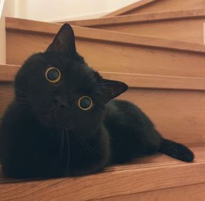 ▲主角是這隻相當可愛的小黑貓。（圖／Twitter：jacaranda0116）
