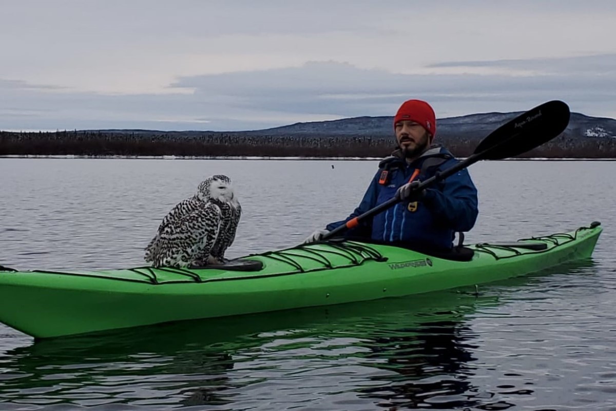 ▲加拿大一名男子日前划船時，意外救援一隻雪鴞。（圖／FB帳號Billy L R Gauthier）