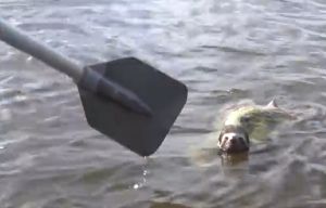 ▲眾人嘗試將船槳伸向水面，讓樹懶自己決定願不願意被救援。（圖／Youtube：Gayle Stokes）