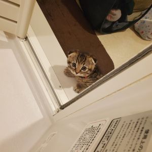 ▲小時候因為沒洗過澡，還偷偷跑去浴室外偷窺過。（圖／Twitter：matsutake_cat）