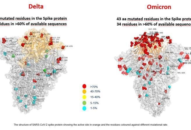 ▲義大利研究團隊發布Omicron與Delta變異對比圖。（圖／翻攝自ITALY24NEWS）