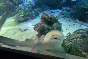 ▲一名女網友到品川水族館參觀時，看見一隻豹紋鯊呆在玻璃前「定格」發呆。（圖／twitter帳號omochi_nam01）
