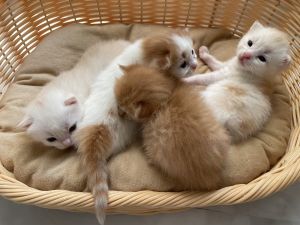 ▲四隻小貓出生2個月時的模樣，非常可愛。（圖／twitter帳號DaPaMiTsuYuU）