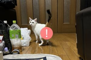父母的貓有秘密!尾巴一抬「神秘曝光」 網友嚇翻疑造假