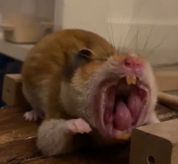 ▲小倉鼠因為打哈欠而將嘴巴像外撐開，看起來就像電影中的異形一般。（圖／Youtube：ViralHog）