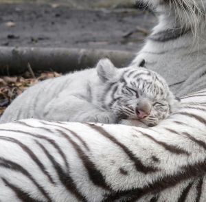 ▲小白虎滿足地睡在媽媽的背上，模樣嬌憨可愛。（圖／Twitter：rikunow）