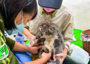 ▲無尾熊「Grace」突發急性白血病，保育員趕緊將育兒袋中的Joey取出採人工哺育（圖／臺北市立動物園授權提供）