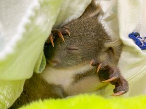 ▲無尾熊寶寶在保育員縫製的袋中熟睡。（圖／臺北市立動物園授權提供）