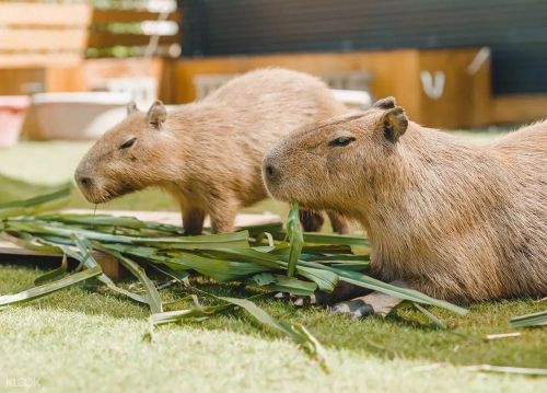 ▲斑比山丘除了可被梅花鹿圍繞外，還能與呆萌水豚君近距離互動。(圖／業者提供)