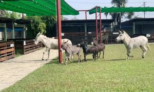▲三隻小豬觀光農場飼養超過30種的物種動物,如狐獴、駱馬、水豚、長臂猿等(圖/業者提供) ▲三隻小豬觀光農場飼養超過30種的物種動物,如狐獴、駱馬、水豚、長臂猿等(圖/業者提供)