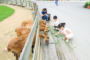 ▲飛牛牧場提供遊客休憩親近大自然與也能獲得不一樣的牧野知識（圖／業者提供）