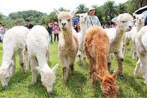 ▲綠世界生態農場每日指定時段也有可愛草泥馬於大家互動（圖／業者提供）