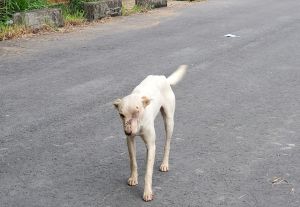 ▲傷犬總是與人保持距離，不易捕捉。（圖／台灣動物緊急救援小組授權提供，血腥處已馬賽克處理）