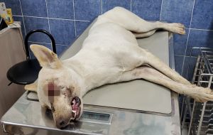 傷犬恐遭眼球摘除的命運,腳部也有受傷狀況。(圖/台灣動物緊急救援小組授權提供,血腥處已馬賽克處理) ▲傷犬恐遭眼球摘除的命運,腳部也有受傷狀況。(圖/台灣動物緊急救援小組授權提供,血腥處已馬賽克處理)