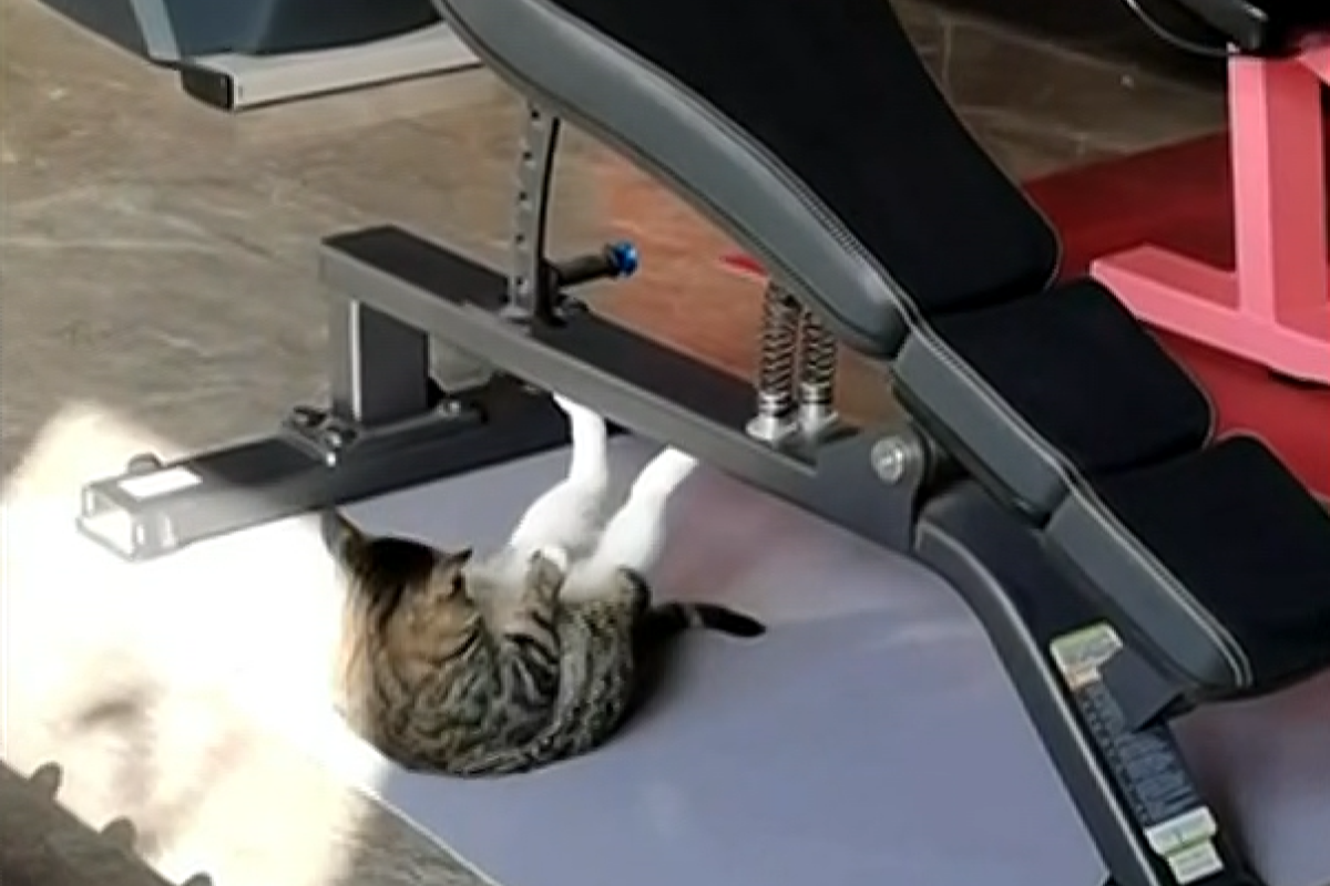 成精了！健身房中貓咪「苦練腹肌」　網傻眼：比我還勤奮