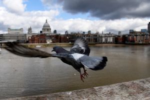 最新報告敲警鐘　英國近30%鳥類瀕臨滅絕
