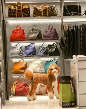 ▲羅志祥貼出愛犬Yuki的照片，衣帽間如百貨公司專櫃。（圖／翻攝Yuki IG）