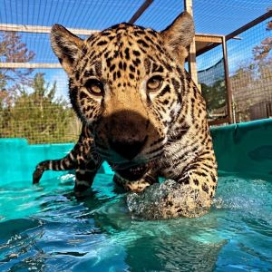 ▲「坦克（Tank）」是一隻1歲半的美洲豹，非常喜歡戲水。（圖／TikTok帳號safarisammie）