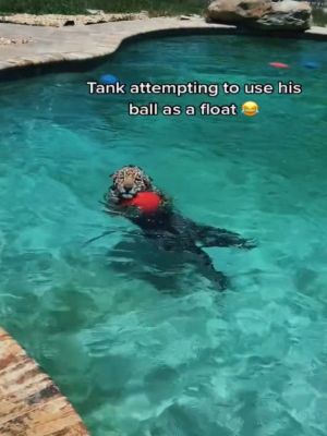 ▲這天坦克跳進泳池，抱著一顆紅色球球。（圖／TikTok帳號safarisammie）