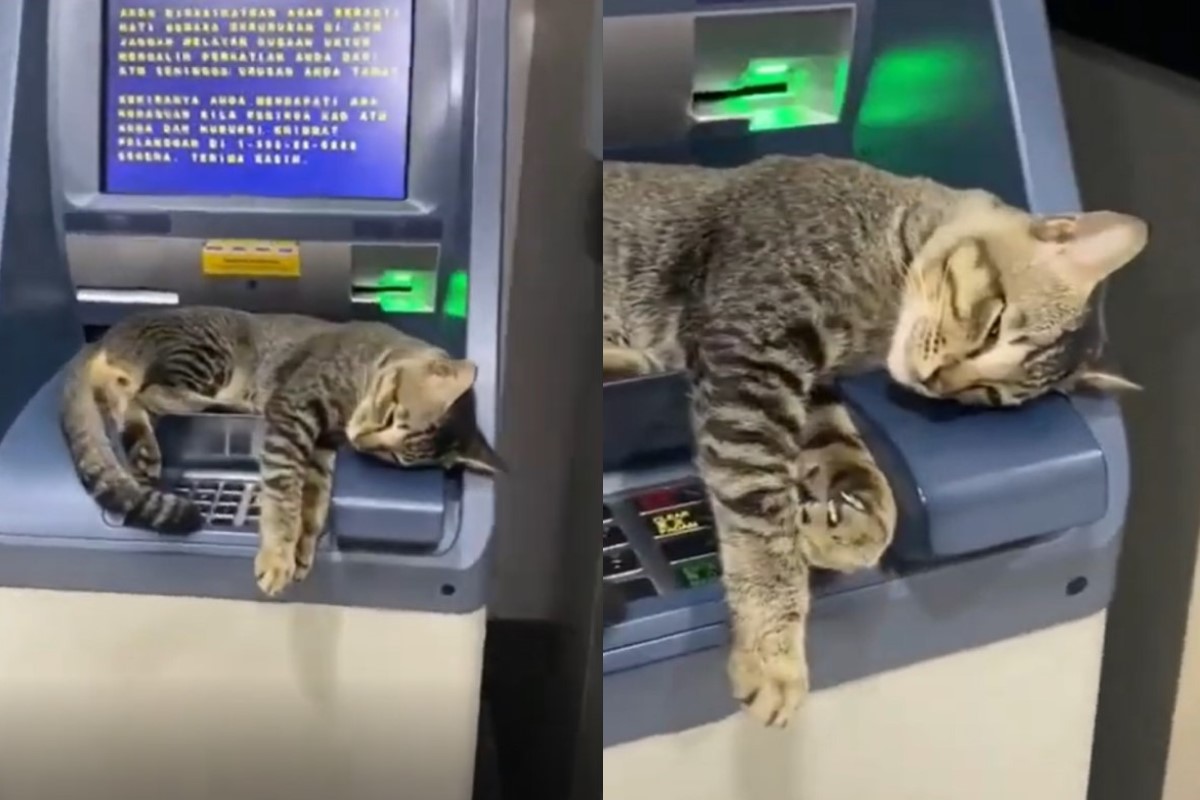 怎麼領錢？到ATM遇貓咪「擋路」　牠瞇眼縮手：在維修啦