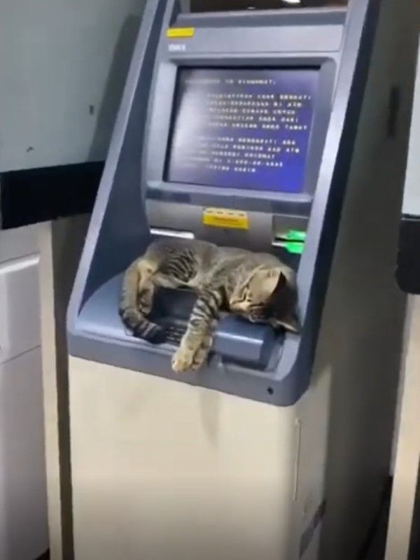 ▲日前國外一名網友到ATM領錢時，發現機台上有一隻虎斑貓。（圖／翻攝自Reddit帳號dipdaabyss）