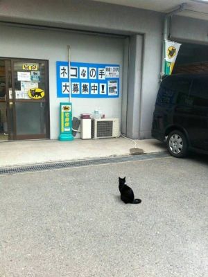▲一隻黑貓站在黑貓宅急便店門口，恰巧這間店正在招募人手，因此網友笑說黑貓是來應徵的。（圖／twitter帳號Sayonarachan123）