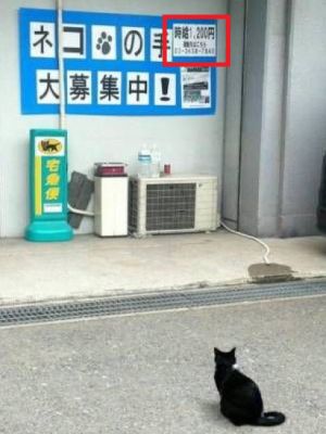 ▲貓：J個薪水看起來可以買很多罐罐！（圖／twitter帳號Sayonarachan123）