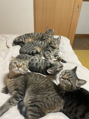 ▲推主家的5隻虎斑貓感情很好，經常做任何事都群聚在一起，當然包括占據奴才的床。（圖／twitter帳號tomeji1106）