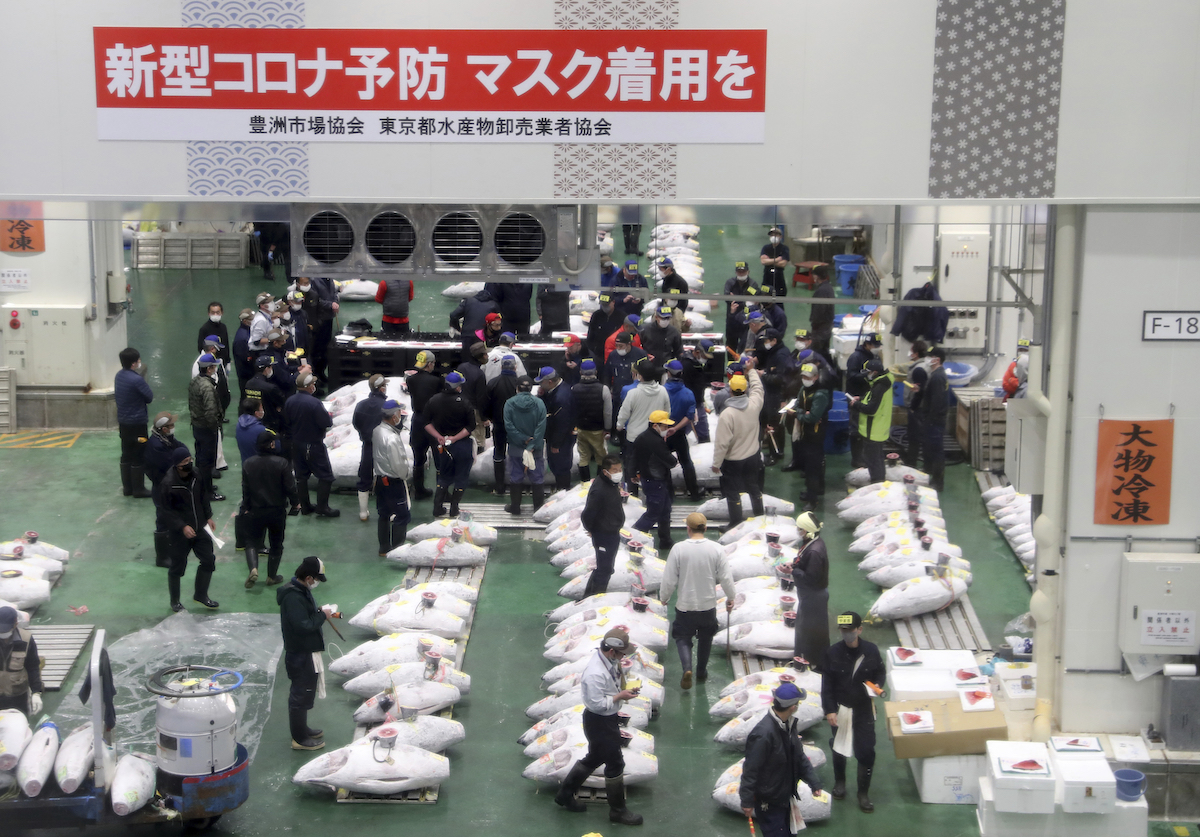 東京豐洲市場鮪魚拍賣實況　時隔約一年開放參觀