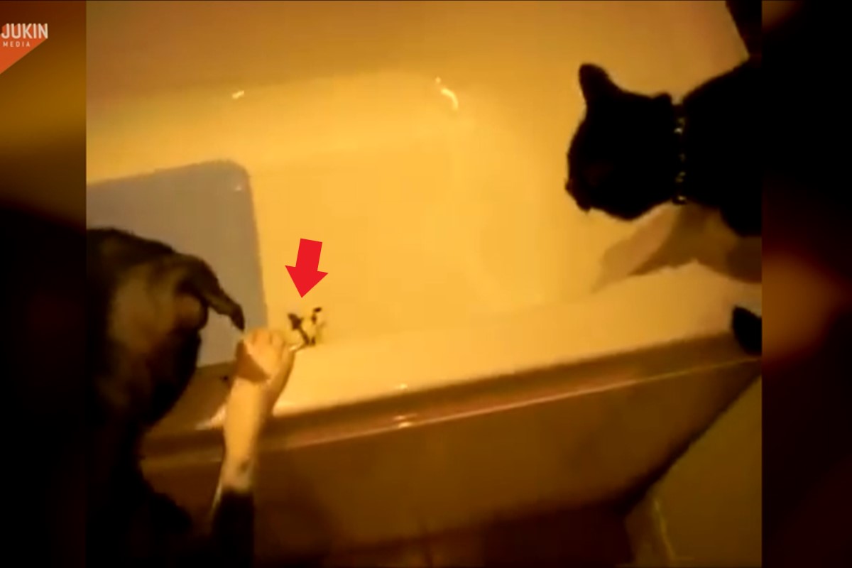 ▲狗狗與貓咪站在浴缸旁看著玩具，沒想到下一秒竟發生笑翻網友的事！（圖／AP＋Jukin Media）