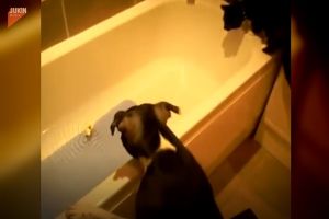 ▲這天狗狗與貓咪站在浴缸上看著水裡的玩具。（圖／AP＋Jukin Media）