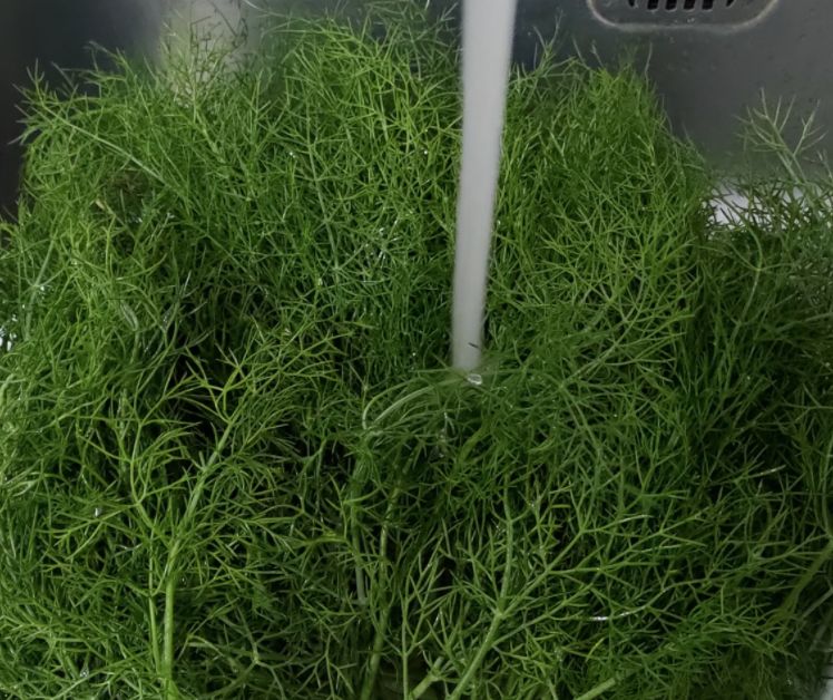 ▲比香菜恐怖!原PO分享「小茴香燒酒」,豈料讓網友全吐了,直呼「還有塑膠味」。(圖/翻攝自《家常菜》)