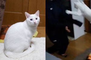 飼主歸家白貓「秒衝懷」熱烈歡迎　網羨：別人家的貓！
