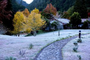 武陵農場地面結白霜 遊客大讚猶如北國風景 ▲海拔約1740至2200公尺的武陵農場,5日清晨溫度約降到攝氏零下2度,雖水氣不足未降雪,不過園區地面結上一層白霜,呈現另一種景致,宛如披上白紗。(圖/中央社檔案照)