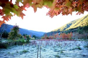 武陵農場地面結白霜 遊客大讚猶如北國風景 ▲位於台中市和平區的武陵農場,海拔約1740至2200公尺,5日清晨溫度約攝氏零下2度,園區地面結上一層白霜,有幸目睹風景的遊客,紛紛表示猶如來到北國。(圖/中央社檔案照)