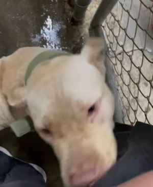 比特犬撒嬌討摸摸,讓志工媽媽也很心疼。(圖/翻攝臉書) ▲比特犬撒嬌討摸摸,讓志工媽媽也很心疼。(圖/翻攝臉書)